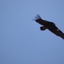 고령식당 이미지