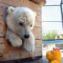 곰탱이 Daum카페