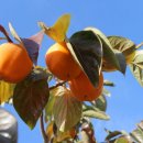 장준농장 이미지