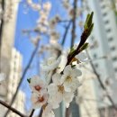 비키펫 살롱 | 탈임상 한 달 차 일상