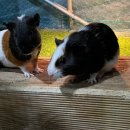 삐삐키즈풀빌라 이미지