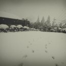 멍멍이냥 이미지