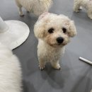 멍쉬멜로 이미지