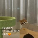 헬로펫샵 | 양산 고양이분양 브리티쉬먼치킨 홍시 분양후기