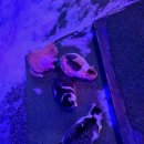 춘천남이섬애견가족전원마을펜션 이미지