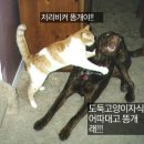 개와고양이 이미지