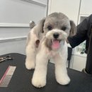 조선생 펫살롱 | 경기광주애견미용 신현리애견미용 써니펫살롱