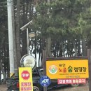 이소전기조명 | [캠밍] 나의 인생 캠핑장 "태안 노을숲 캠핑장" (내돈내산,명당추천,캠핑음식 추천,맛조개 잘 잡는법까지)