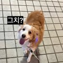 파파존스송파 이미지
