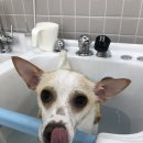 강이네펫샵 이미지