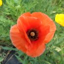 중랑천 산책로 이미지