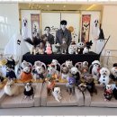 멍세권 | 청주강아지유치원 우리 아이의 특별한 친구, 청주 멍세권 후기