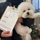 서일동물병원 | 안양동물병원 첫 강아지건강검진 후기 안양본동물의료센터