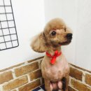 토리애견샵 네이버블로그