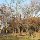 관음사의 왕벚나무자생지 이미지