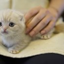 순한고양이 이미지
