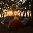 흙과소나무 | 연곡솔향기캠핑장 방문 후기 (강릉 국립캠핑장 푸른...바로앞에 보이는 대빵넓고 소나무한가득 캠핑장)