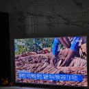황새말 | 2024-01