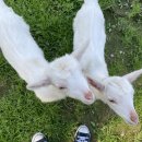 정상진농장 네이버블로그