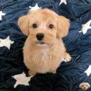 독크루 첨단점 이미지