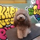 도그핏애견샵 이미지