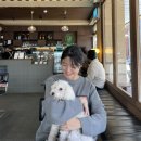 율목애견 | 사당역 애견동반 카페 율목커피 (케이크 쫀맛!)
