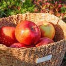 아이엠팜 이미지