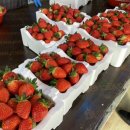 선영이네농장 이미지