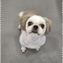 세종애견미용 이미지