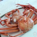 동해안붉은대게 이미지