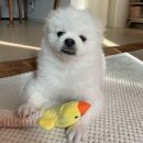 야옹아멍멍해봐삼각점 | 광주 애견용품 대형매장에서 편하게