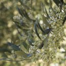 올리브조화 이미지