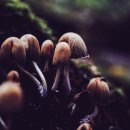 마이산농장 이미지