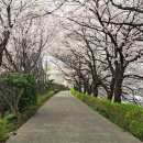 동천 산책길 오작교 앞 | 순천 동천 벚꽃 개화 실시간 방문 후기