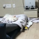 신촌애견미용실 이미지
