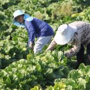 나래농장 | 나래농원 유기농 절임배추 20kg 재구매율 높은 이유