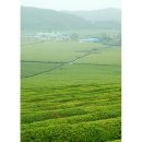 율포농장 이미지