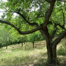 자두나무농장 이미지