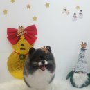 설 grooming 이미지