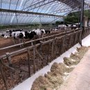 순영목장 이미지