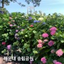 송림공원 내 | 부산 수국 명소 해운대 송림공원 수국 실시간 개화상태