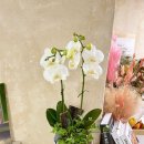 승진농장2 이미지