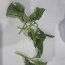 국가무형유산 사찰음식-양재at센타 사찰음식대축제 - 사찰음식문화체험관 이미지