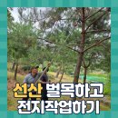 봄봄선산점 | 선산벌목하고전지작업하기