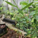 영란농장 이미지