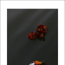 강가에아침 이미지