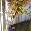 음지경로당 Daum카페