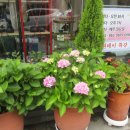 꽃그림 천아트 이미지