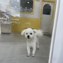 탐나개 이미지