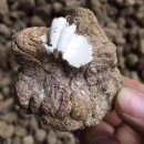 식용및 약용가능한 균사체인 호랑이우유버섯균 이미지